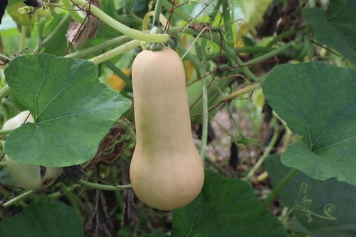 畑に栽培されているバターナッツの実 畑,栽培,バターナッツの写真素材