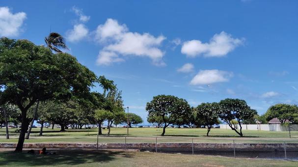 青空と木々の公園 青空と木々の公園 ハワイ,公園,木の写真素材