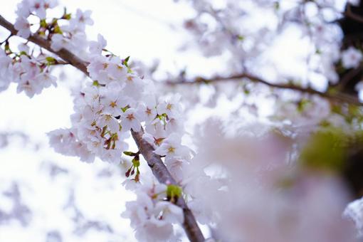 満開になった桜の花 満開になった桜の花の写真