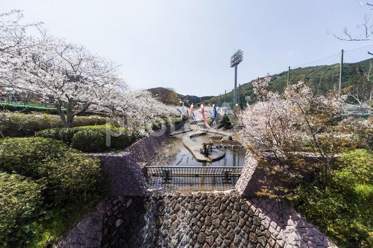 滝頭桜まつり19（田原市） サクラ,桜,田原市の写真素材