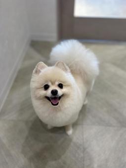 笑顔のポメラニアン 笑顔のポメラニアンの写真
