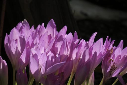 陽に透けるイヌサフランの花 陽に透けるイヌサフランの花の写真