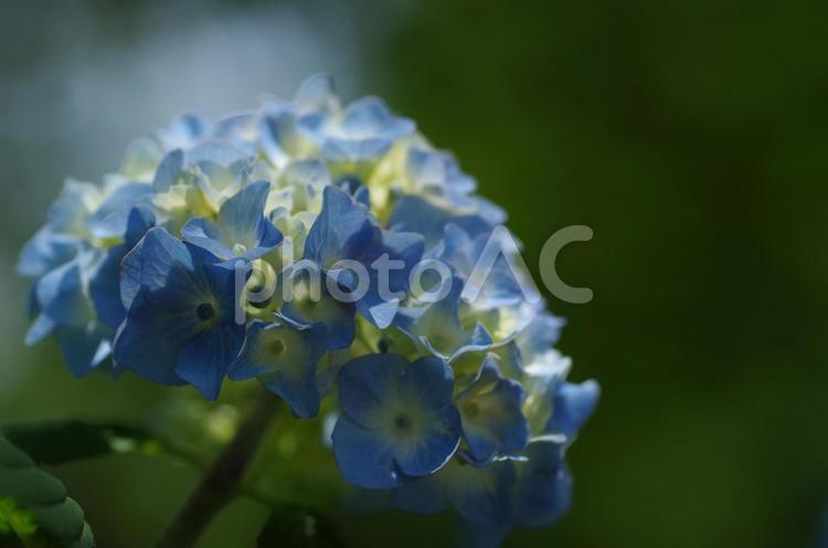 淡い光を浴びるあじさい 紫陽花,あじさい,アジサイの写真素材