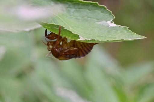 Cicada shells that have emerged from the underside of hydrangea leaves, cicada, scrap, pupa, JPG