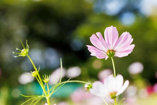 満開のコスモス 満開のコスモス コスモス,咲く,花の写真素材