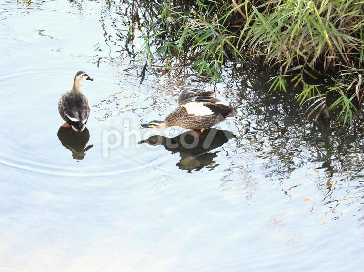 ポーズをとるカモ 鳥,野鳥,カモの写真素材