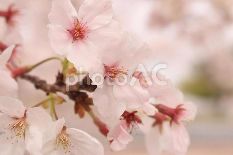 満開の桜5【ソメイヨシノ】 桜,さくら,サクラの写真素材