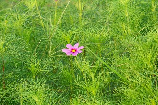 コスモスの花 コスモスの花 コスモス,秋,花の写真素材