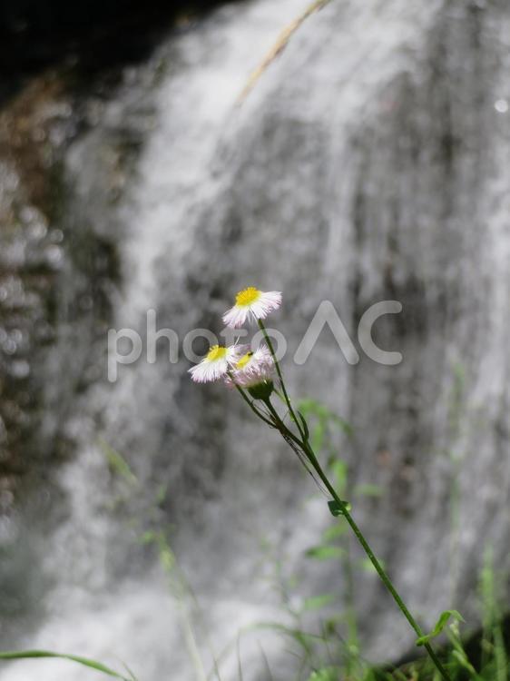 滝の流れをバックに咲くハルジオン 花,植物,キク科の写真素材