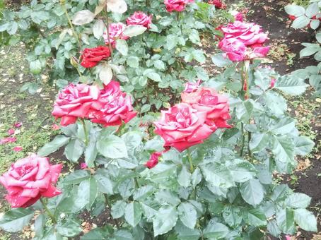 バラ 薔薇,花,フラワーの写真素材