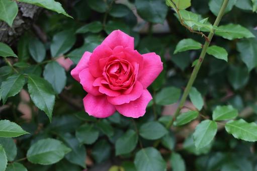 鮮やかなマゼンタ色のバラの写真