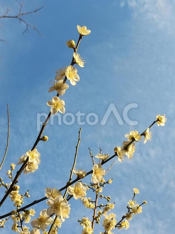 梅の花a 梅,うめ,ウメの写真素材