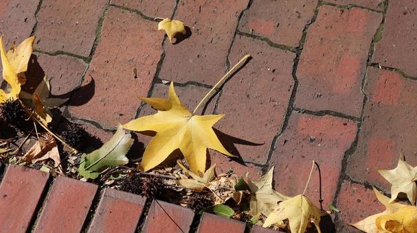 【植物の写真】モミジバフウの写真