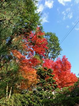 紅葉 紅葉の写真