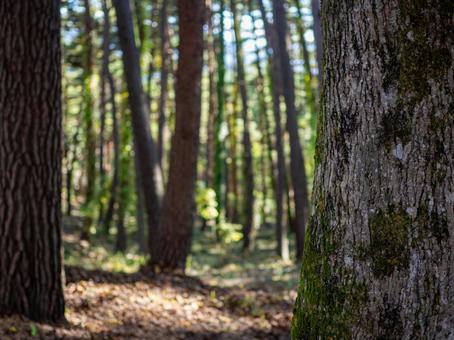 森の木漏れ日 森,木漏れ日,木陰の写真素材