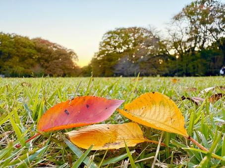 紅葉の落ち葉と夕暮れの砧公園 秋,落ち葉,紅葉の写真素材
