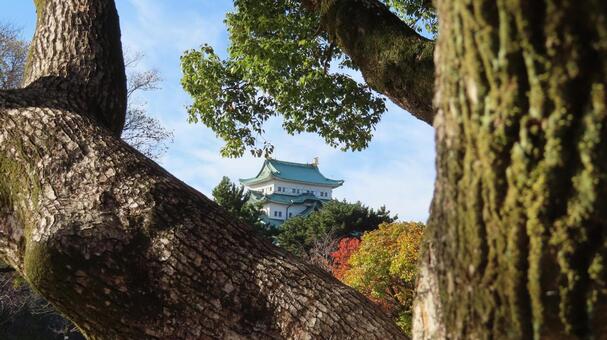 名古屋城　大木越しの天守 名古屋城,尾張徳川家,御三家の写真素材