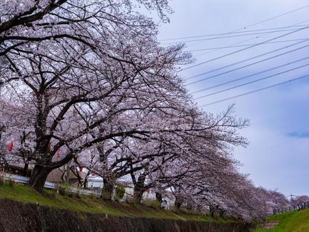 東川の桜並木 東川の桜並木 桜,さくら,春の写真素材