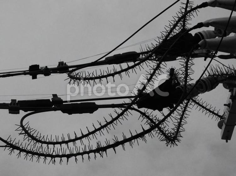 鳥よけのとげとげ　モノクロ 鳥よけ,とげ,モノクロの写真素材