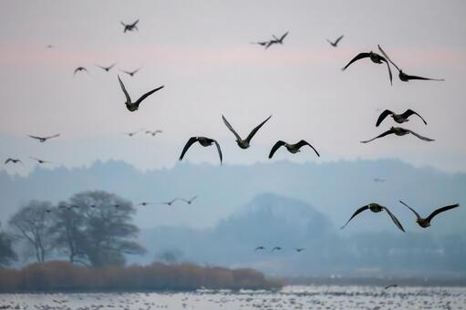 伊豆沼の朝(565) 伊豆沼,朝,夜明けの写真素材