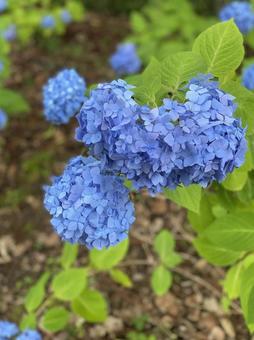 あじさい ブルー アジサイ,あじさい,はなの写真素材