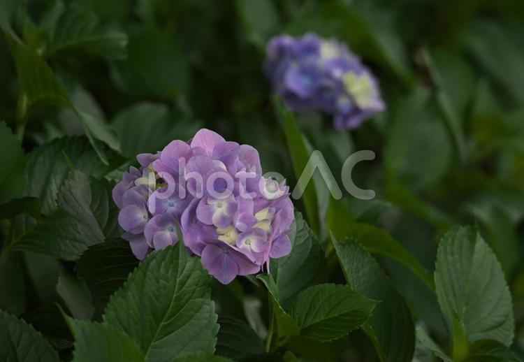 淡い紫のアジサイ 花,植物,アジサイの写真素材