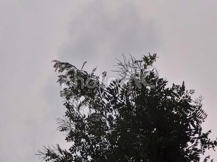 木の下から空を見上げる。 自然,空,木の写真素材