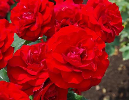 Photo, rose, rabagrout, red, 