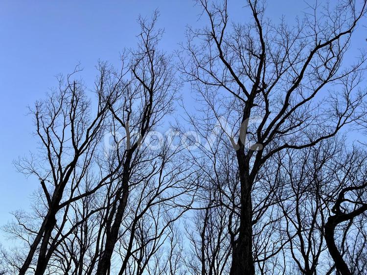 冬の木 冬,枯れ木,寒々しいの写真素材