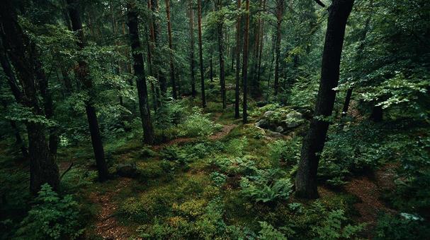 深緑の美しい森の風景 深緑の美しい森の風景の写真
