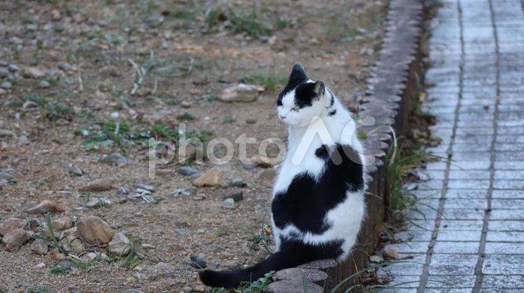 さて　決まりましたか？ ねこ,ネコ,猫の写真素材