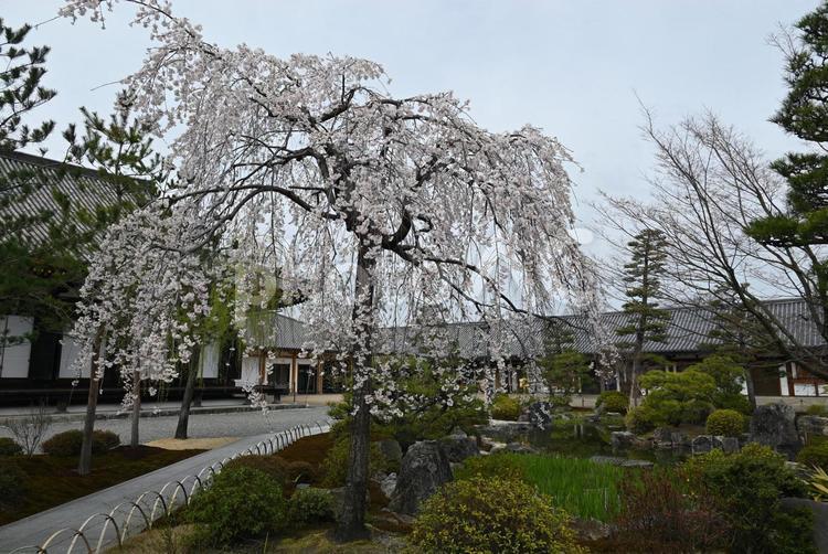 京都　三十三間堂　桜　2022年 京都,三十三間堂,桜の写真素材