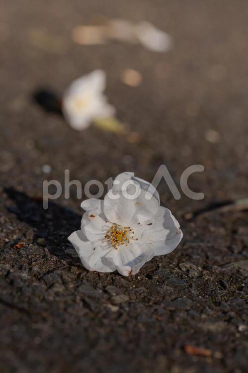 桜の花２０ 桜,桜の花,落ち花の写真素材