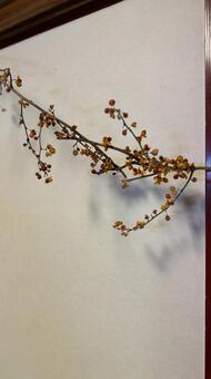 ドライフラワー ドライフラワー,壁飾り,フラワーの写真素材