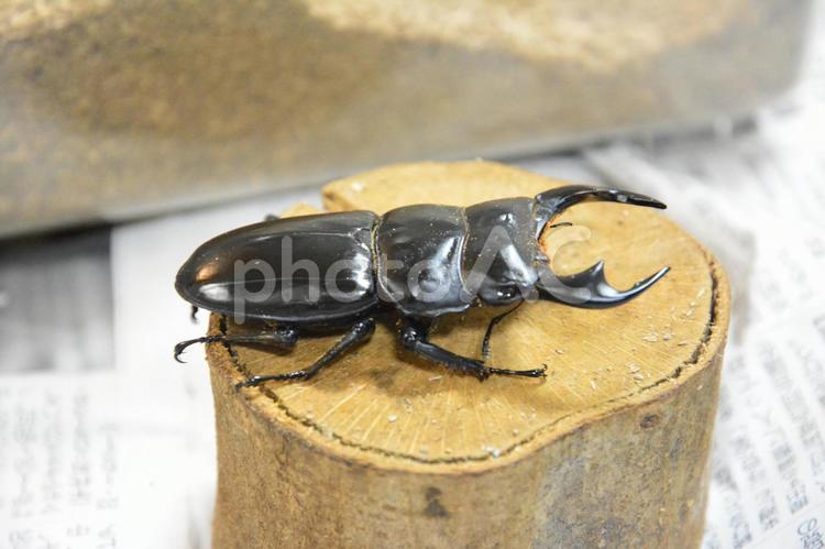 オオクワガタ オオクワガタ,クワガタ,カブトムシの写真素材