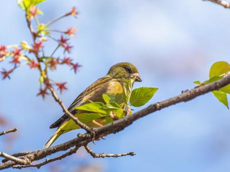 枝にとまるカワラヒワ 枝にとまるカワラヒワの写真