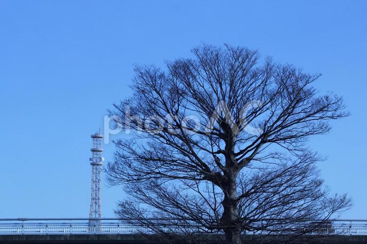 名前も知らない木 木,春,晴天の写真素材