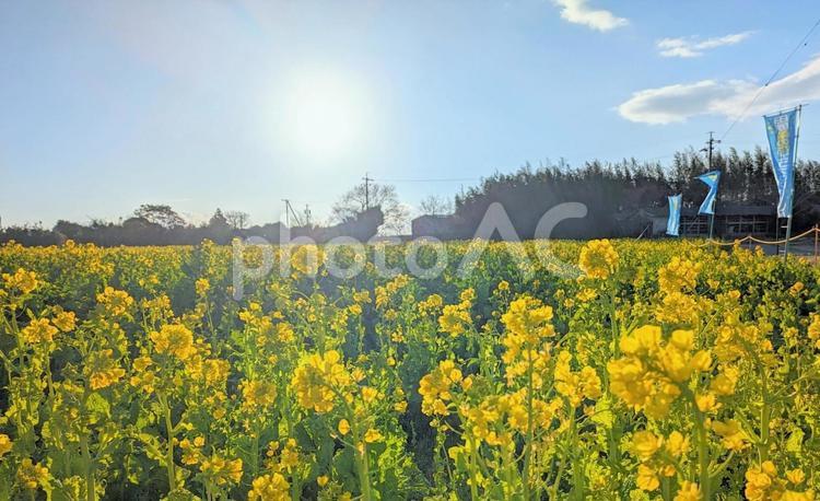 朝日に輝く見頃を迎えた菜の花畑 菜の花,なのはな,ナノハナの写真素材
