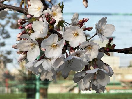 桜の花 桜の花,春,三月の写真素材