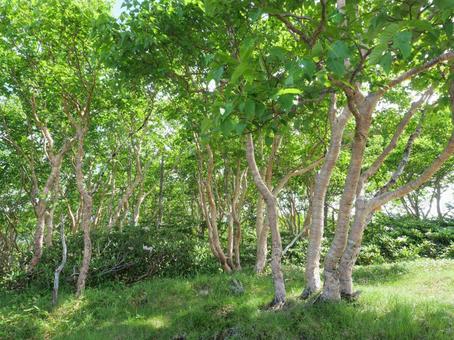 五色山稜線の石楠花とダケカンバの森 五色山稜線の石楠花とダケカンバの森の写真