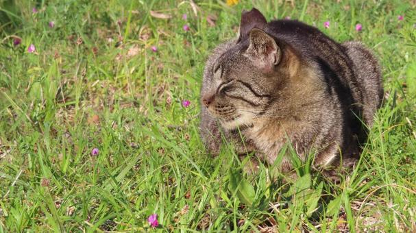 日向ぼっことお昼寝が日課のもふもふな猫様 日向ぼっことお昼寝が日課のもふもふな猫様の写真