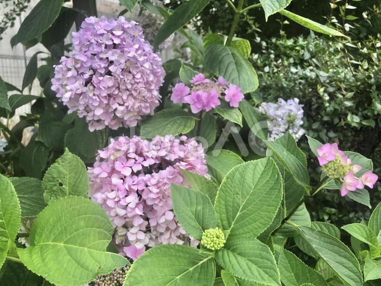 しぼみかけのアジサイ 紫陽花,紫,ピンクの写真素材