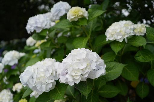 アジサイ 白 アジサイ 白 アジサイ,紫陽花,白いアジサイの写真素材