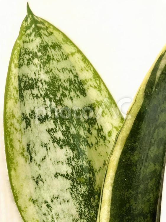 ぐんぐん生長するサンスベリアの葉１３ サンスベリア,サンセベリア,トラノオの写真素材