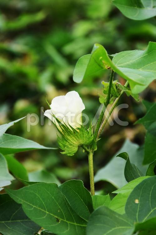 綿花 綿花,綿,木綿の写真素材