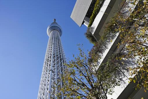 スカイツリー 東京スカイツリー,スカイツリー,押上の写真素材