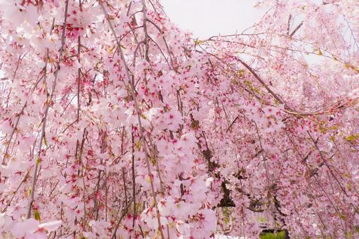 満開の枝垂れ桜 満開の枝垂れ桜の写真