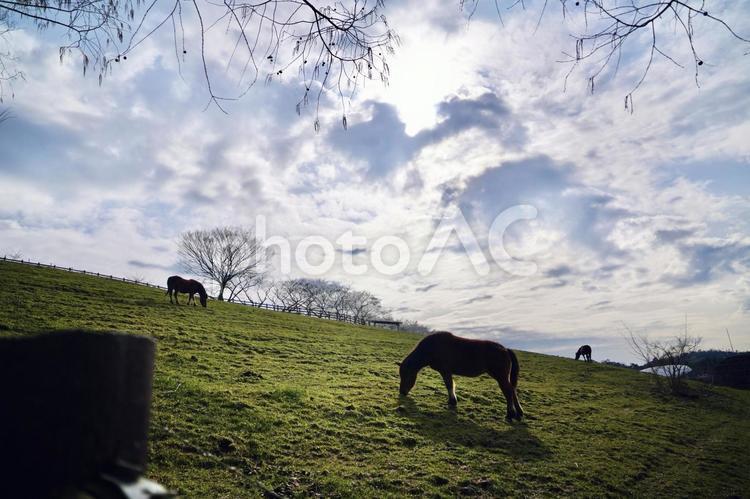 傾斜の牧草地と放牧馬たち 馬,放牧,草を食べるの写真素材