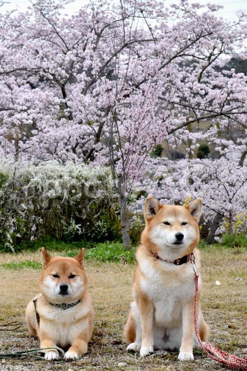 柴犬・桜・花見 柴犬,柴,犬の写真素材