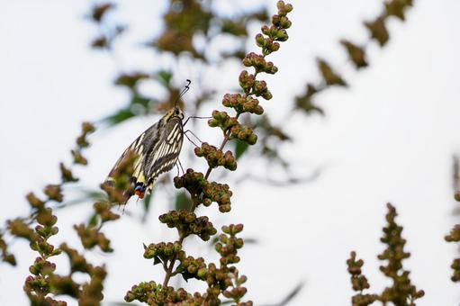 ナミアゲハ⑷ ナミアゲハ⑷ 蝶,ナミアゲハ,アゲハの写真素材